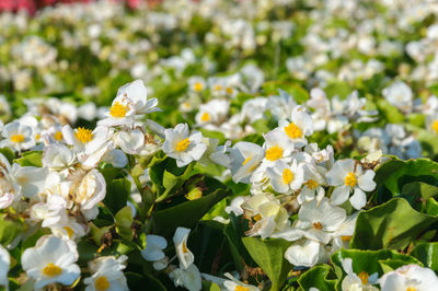 Close-up of white flowering plants on field