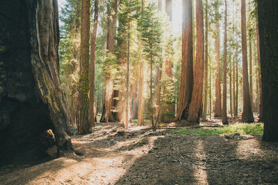 Trees in forest