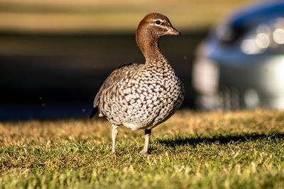 Close-up of duck on field