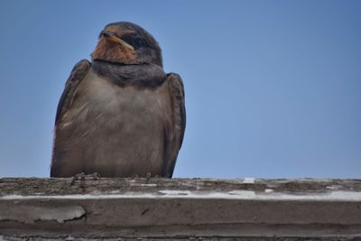 bird