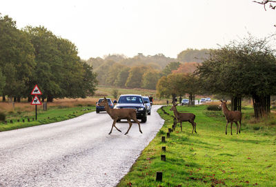 Horse cart on road by trees against clear sky