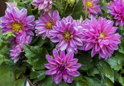 High angle view of pink flowering plants