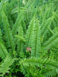 Close-up of plants