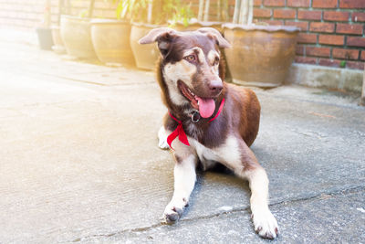 Portrait of dog sitting outdoors