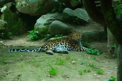 Giraffe in zoo