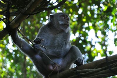 Low angle view of monkey on tree