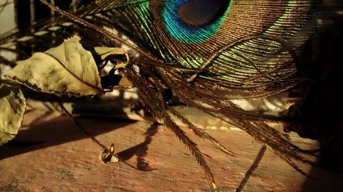 Close-up of insect on leaf