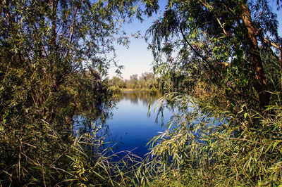 Scenic view of lake in forest against sky