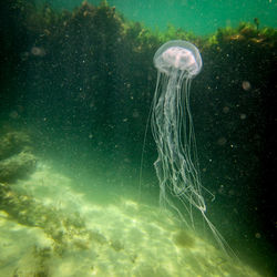 Close-up of jellyfish swimming in sea