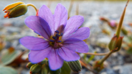 Close-up of flower blooming outdoors
