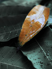 Close-up of wet leaves on plant