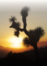 Silhouette of trees at sunset