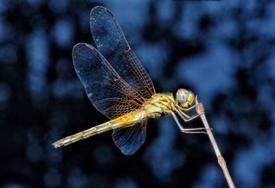 Close-up of dragonfly on plant