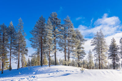 Trees on snow covered landscape against sky