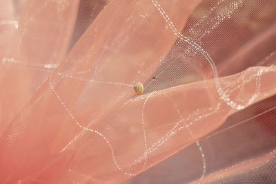 Close-up of snail on net