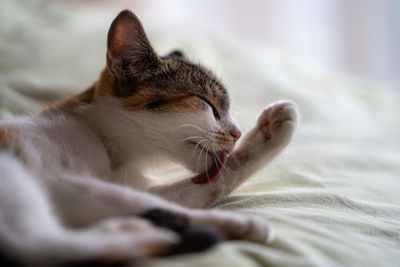 Close-up of cat relaxing on bed at home