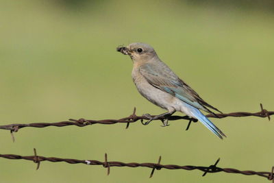 Bird perching on barbed wire