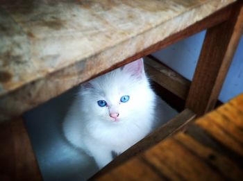 High angle portrait view of white cat under table