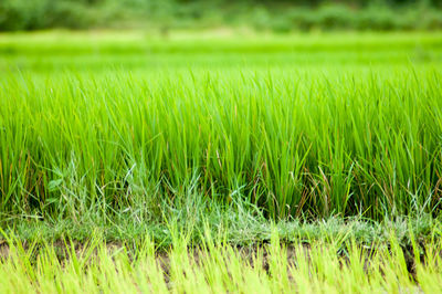 Crops growing on field