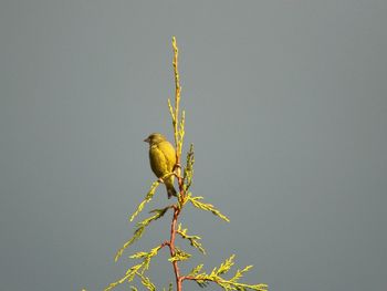 Bird perching on wall