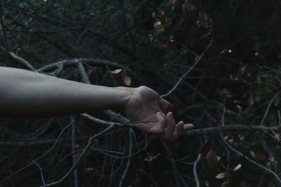 Close-up of hand holding twig in forest