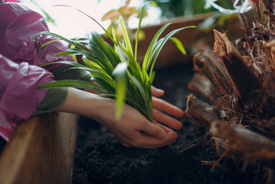 Close-up of hand holding plant