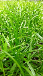 Full frame shot of grass growing on field