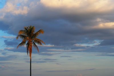 Low angle view of coconut palm tree against sky