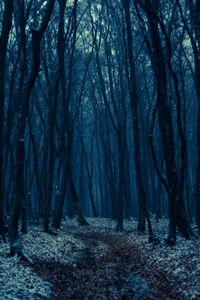 Trees growing in forest during winter