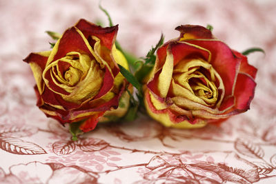 Close-up of red roses