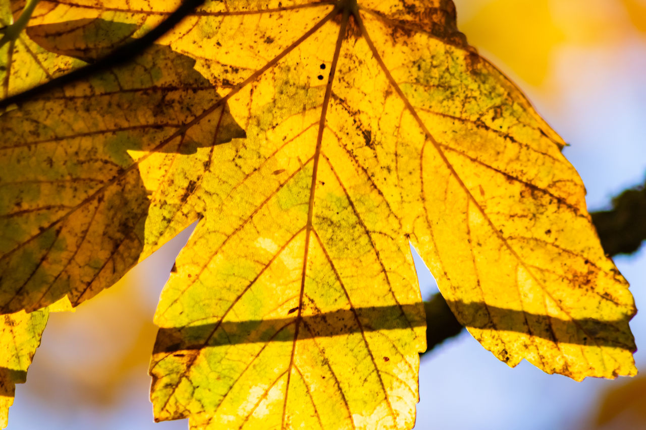 CLOSE-UP OF YELLOW MAPLE LEAVES ON TREE