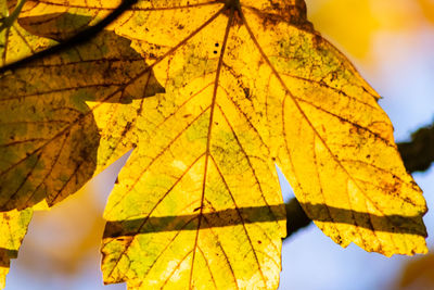 Close-up of yellow maple leaves