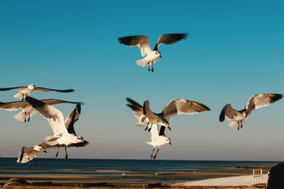 Seagulls flying against clear blue sky