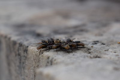 Close-up of insect