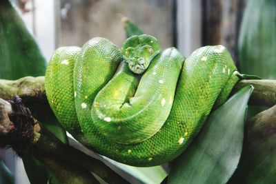 Close-up of green lizard on tree