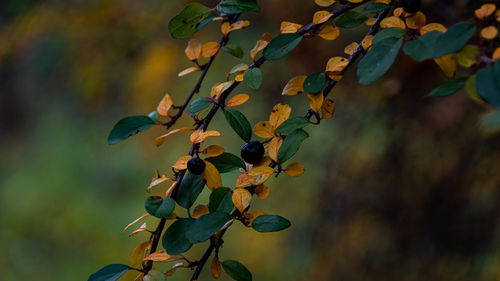 Close-up of plant