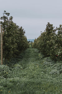Footpath amidst trees on field against sky