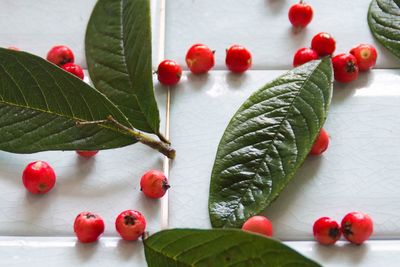 Close-up of red berries on tree