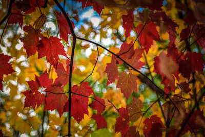 Close-up of autumnal leaves