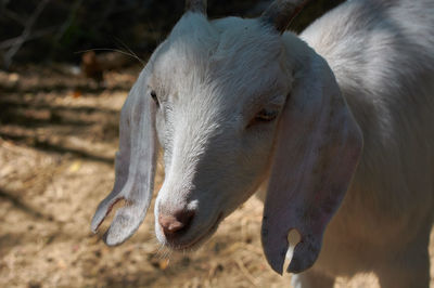 Close-up of a horse