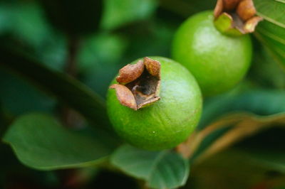 Close-up of apple on tree