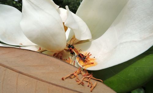 Close-up of insect on white flower