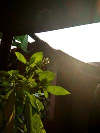 Low angle view of plant in greenhouse