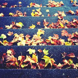 Leaves on ground