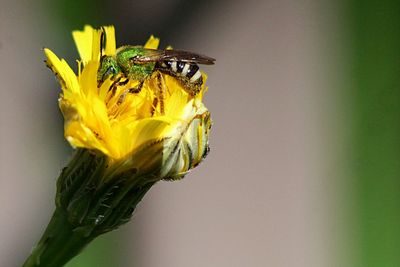 Close-up of bee pollinating on yellow flower