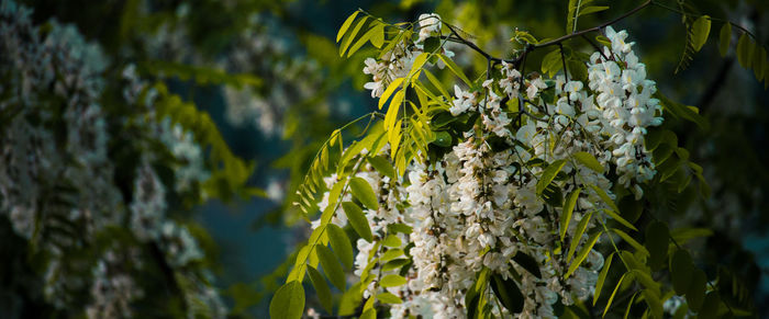 Close-up of flowering acacia