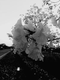 Close-up of white cherry blossoms against sky