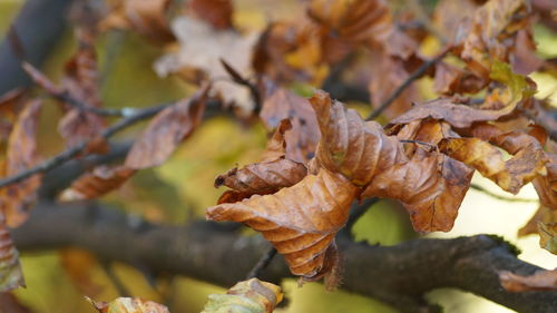 Close-up of dry leaves on plant during autumn