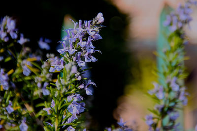 Close-up of purple flowering plant