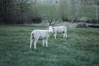 Sheep standing on field